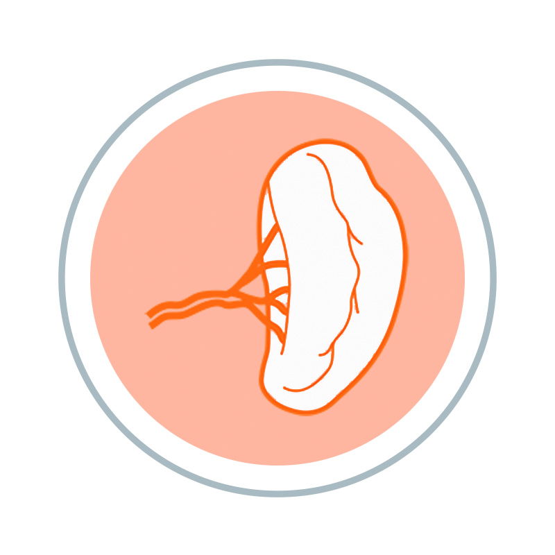 KONY NEMOCI 17a kopie