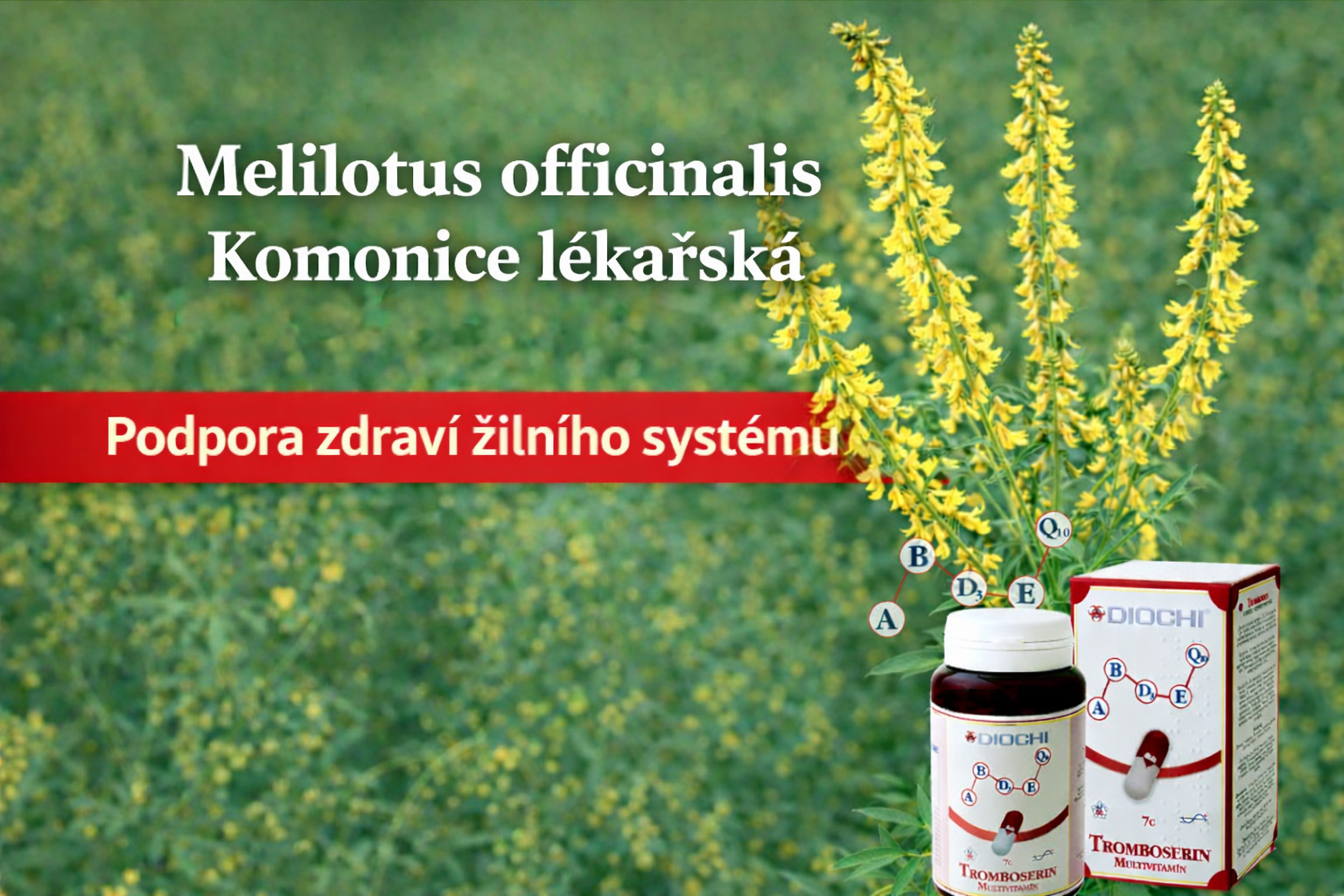 Melilotus officinalis